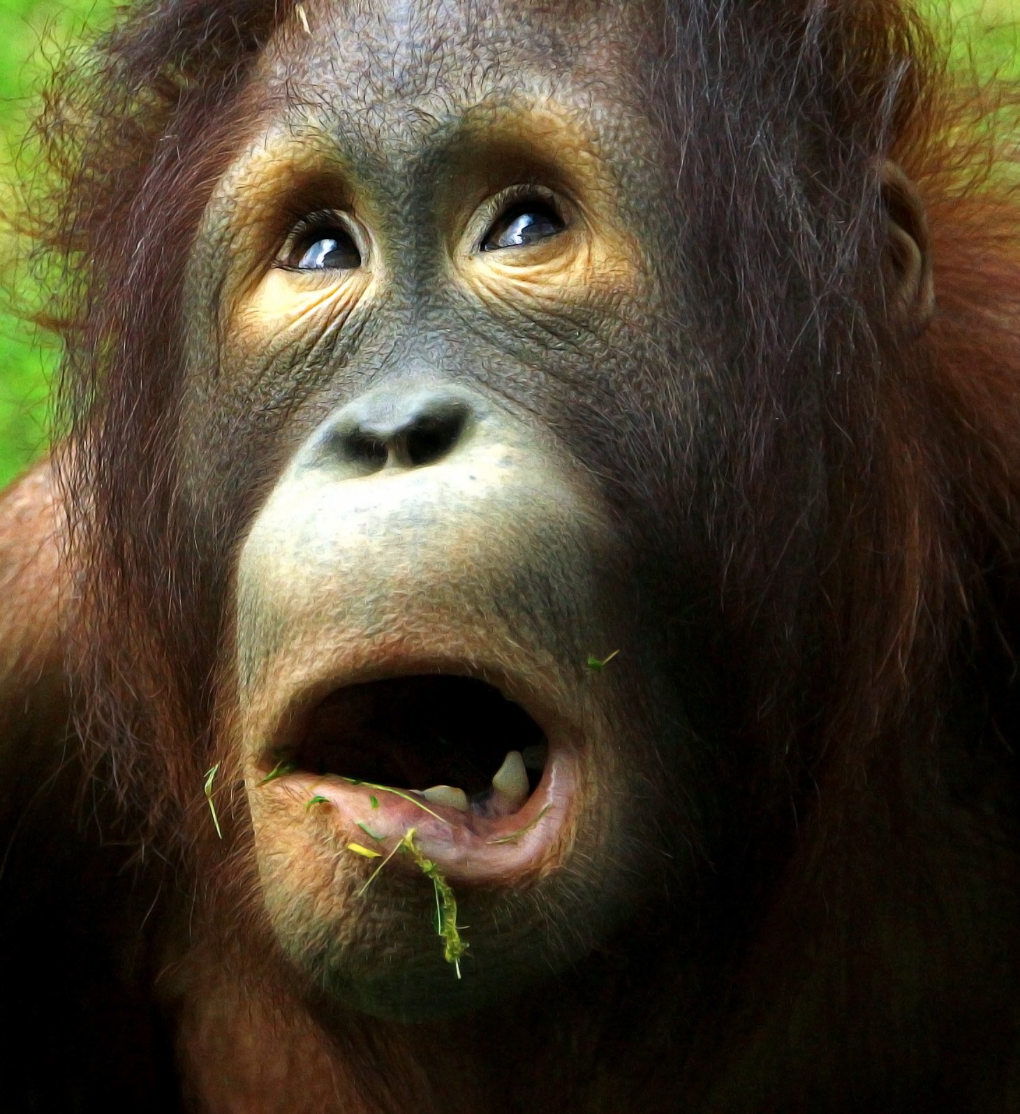 Смешное шимпанзе. Смешные обезьяны. Эмоции животных. Смешные рожи животных. Испуганная обезьяна.