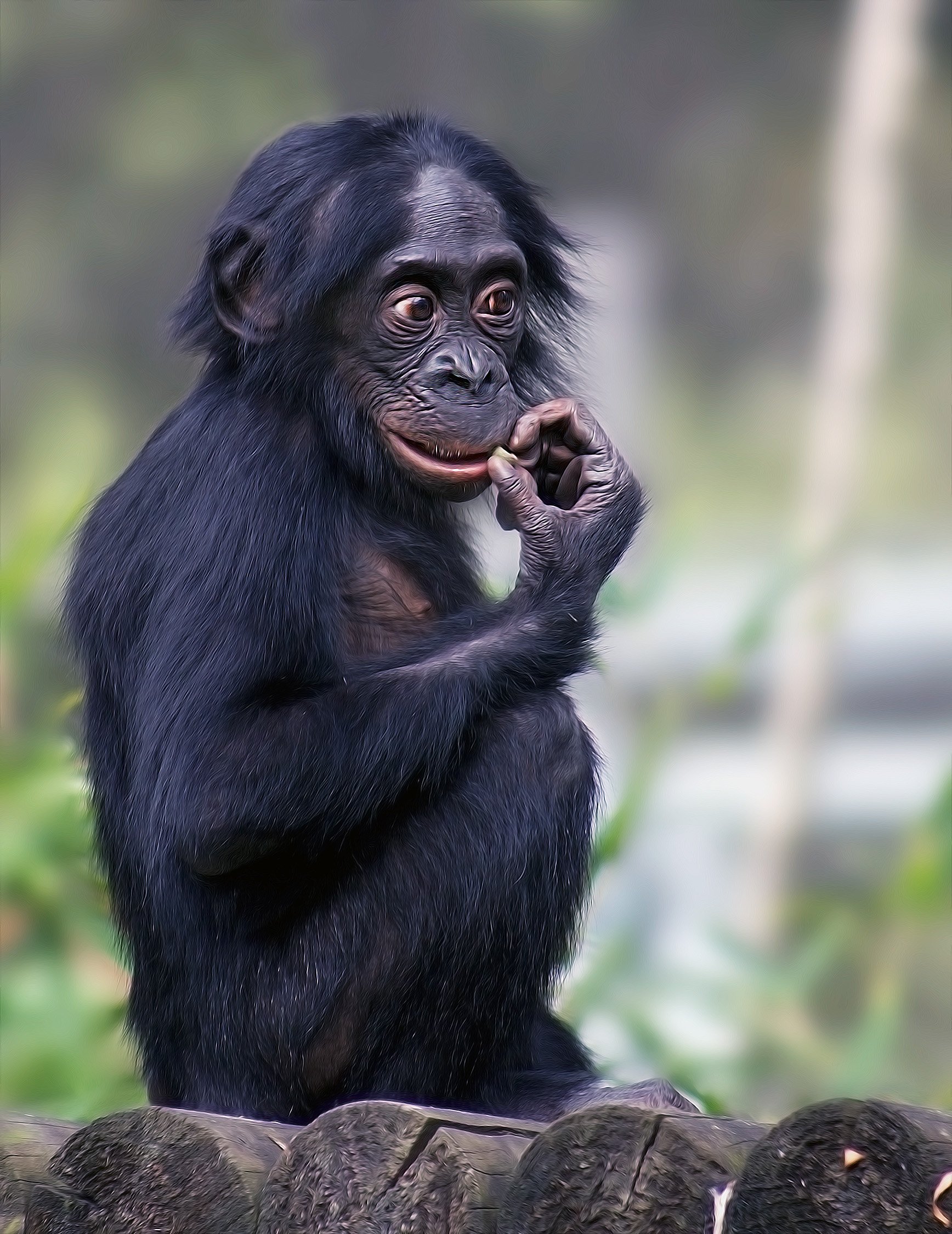 Фото обязаны. Приматы бонобо. Бонобо обезьяна. Карликовые обезьяны бонобо. Обезьяна шимпанзе бонобо.