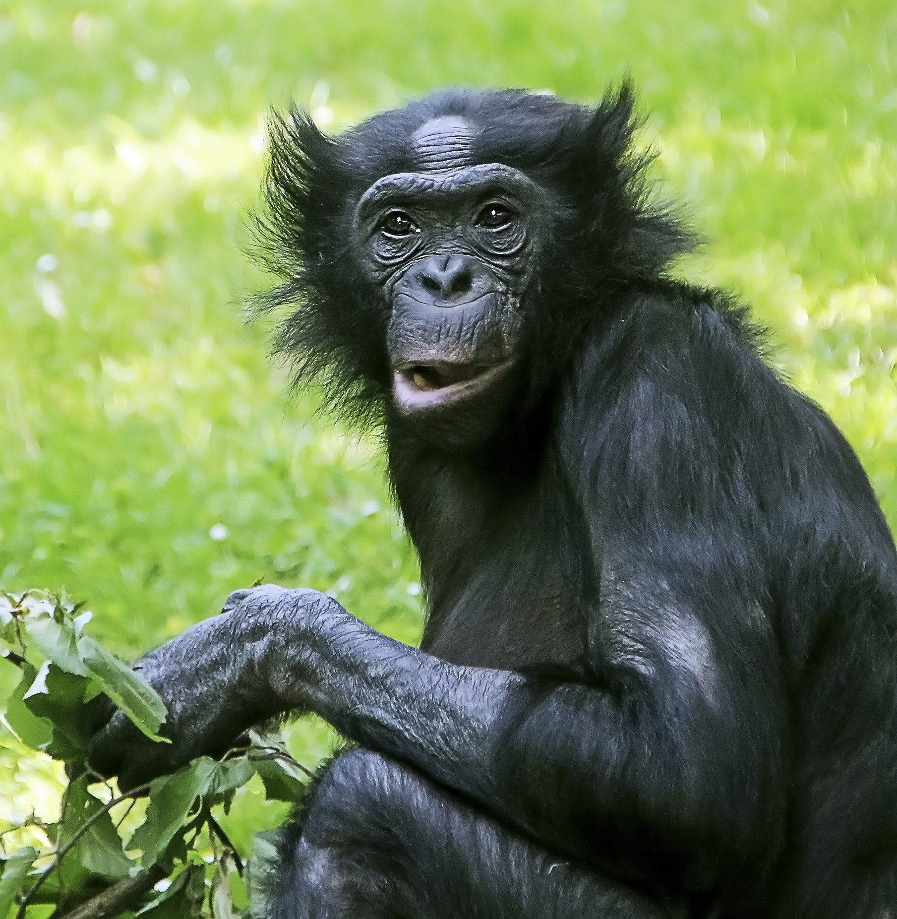 Бонобо обезьяна