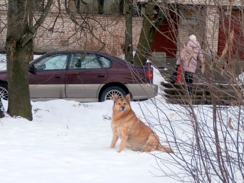 Без хозяина двор