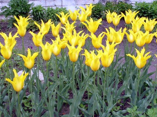Желтые тюльпаны из Ботанического сада