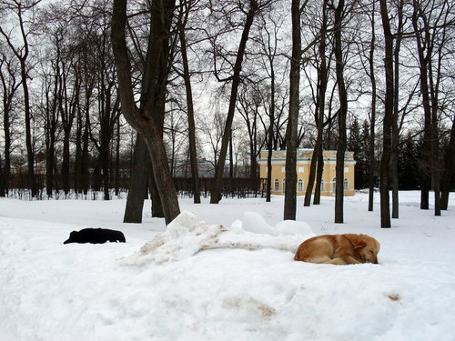 Сладкий сон в сугробе ( охрана Екатерининского дворца )