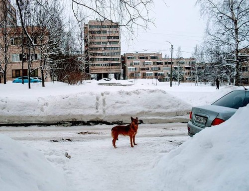 Сугробы во дворе...