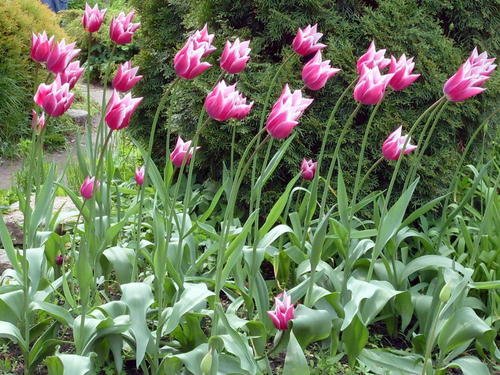 Тюльпаны из ботанического сада