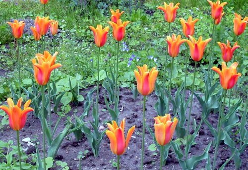 Тюльпаны желто-оранжевые