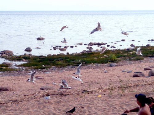 Чайки над Финским заливом