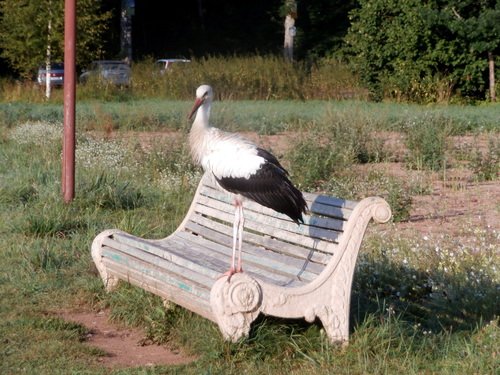 Аист на скамейке