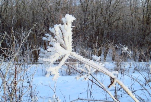 Даже на былках бурьяна вырастил иней цветы…