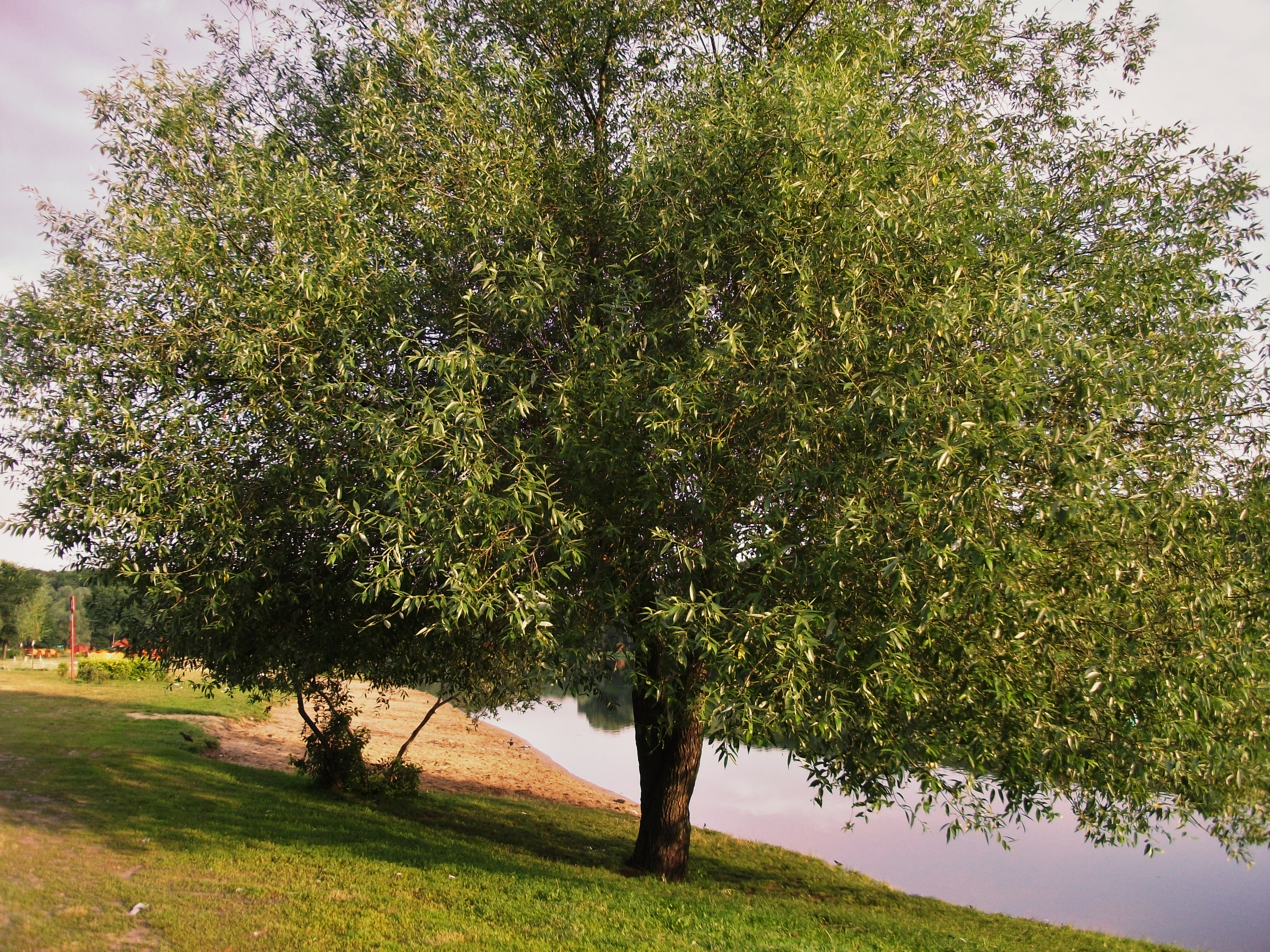 Ах ива ивушка. Ива бредина (Salix caprea). Ива бредина дерево. Ива Козья, бредина – Salix caprea l.. Salix caprea 'mas'.