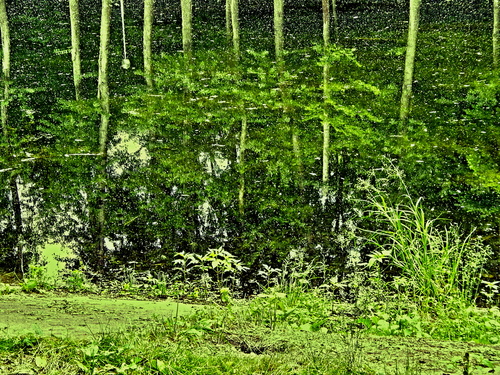 Лес с кронами вниз