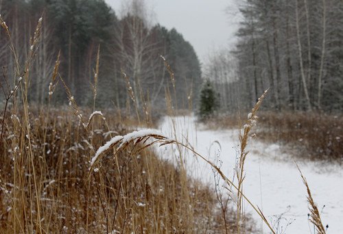 дорожка в декабрьский лес