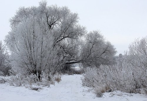 все покрылось инеем