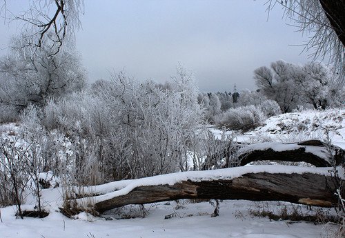 пейзаж с упавшим деревом