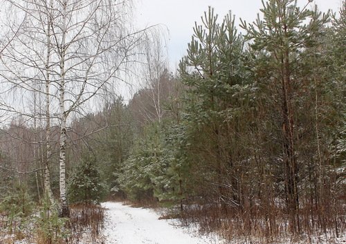 декабрьский пейзаж