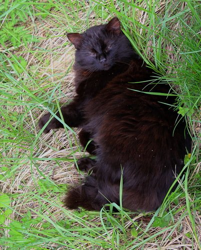 черный кот по кличке  Мурзик