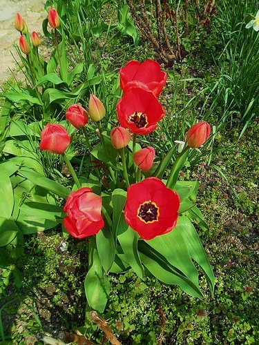 Расцветают тюльпаны