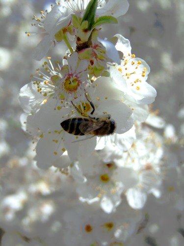 Весенние будни пчелы