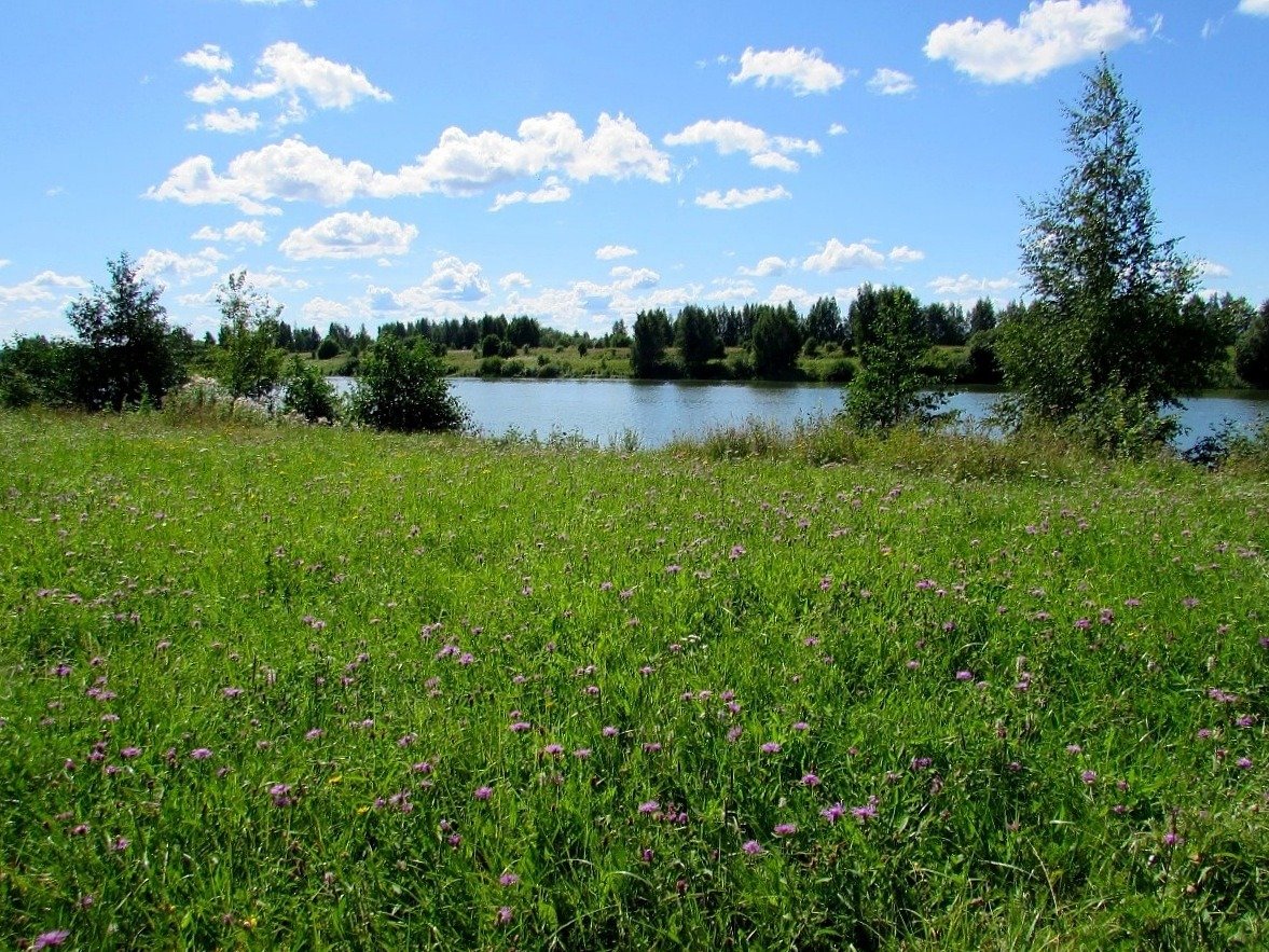 Кострома река белилка