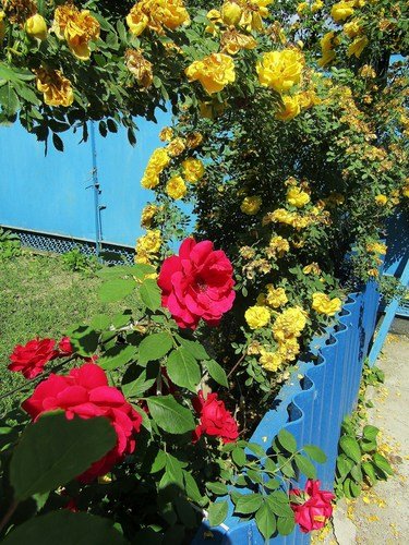 Красная и желтая плетистые розы