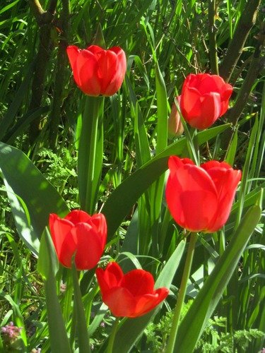 Цветут алые тюльпаны!