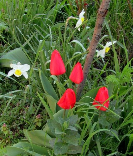 Нарциссы и тюльпаны