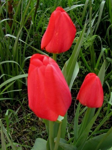 Алые тюльпаны