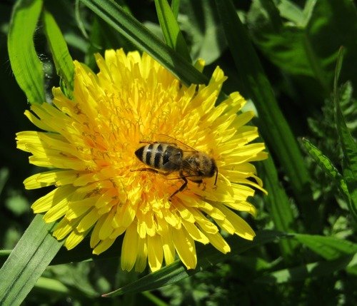 Пчёлка на "солнышке"