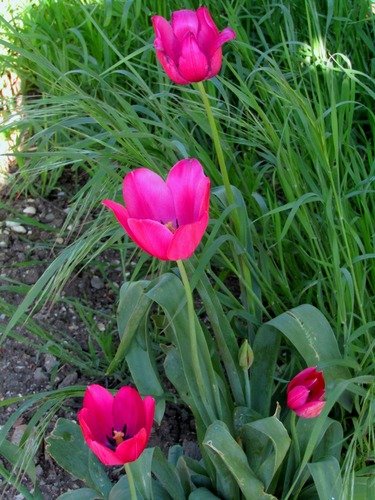 Тюльпаны цвета фуксии