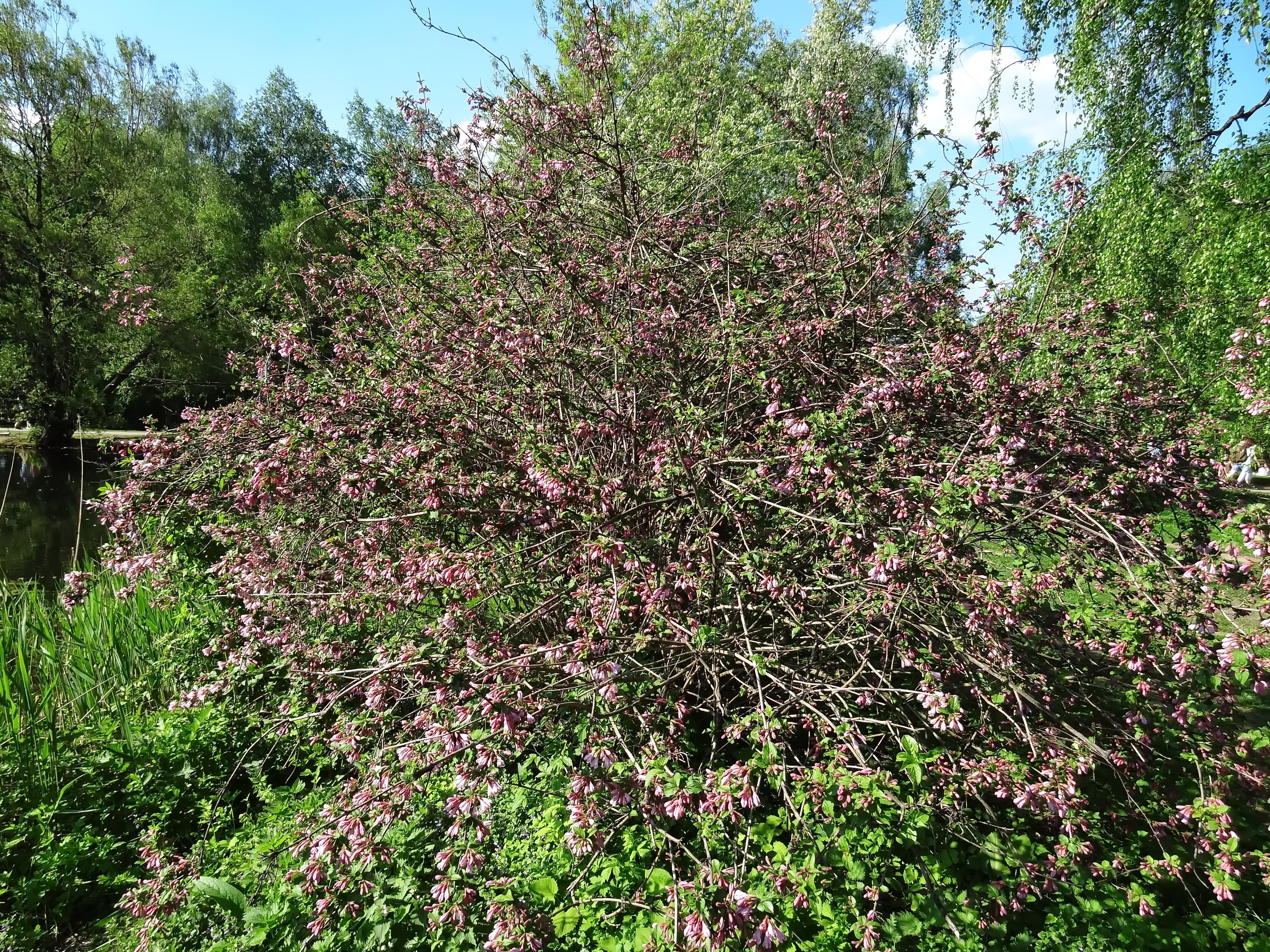 Кустарник стать