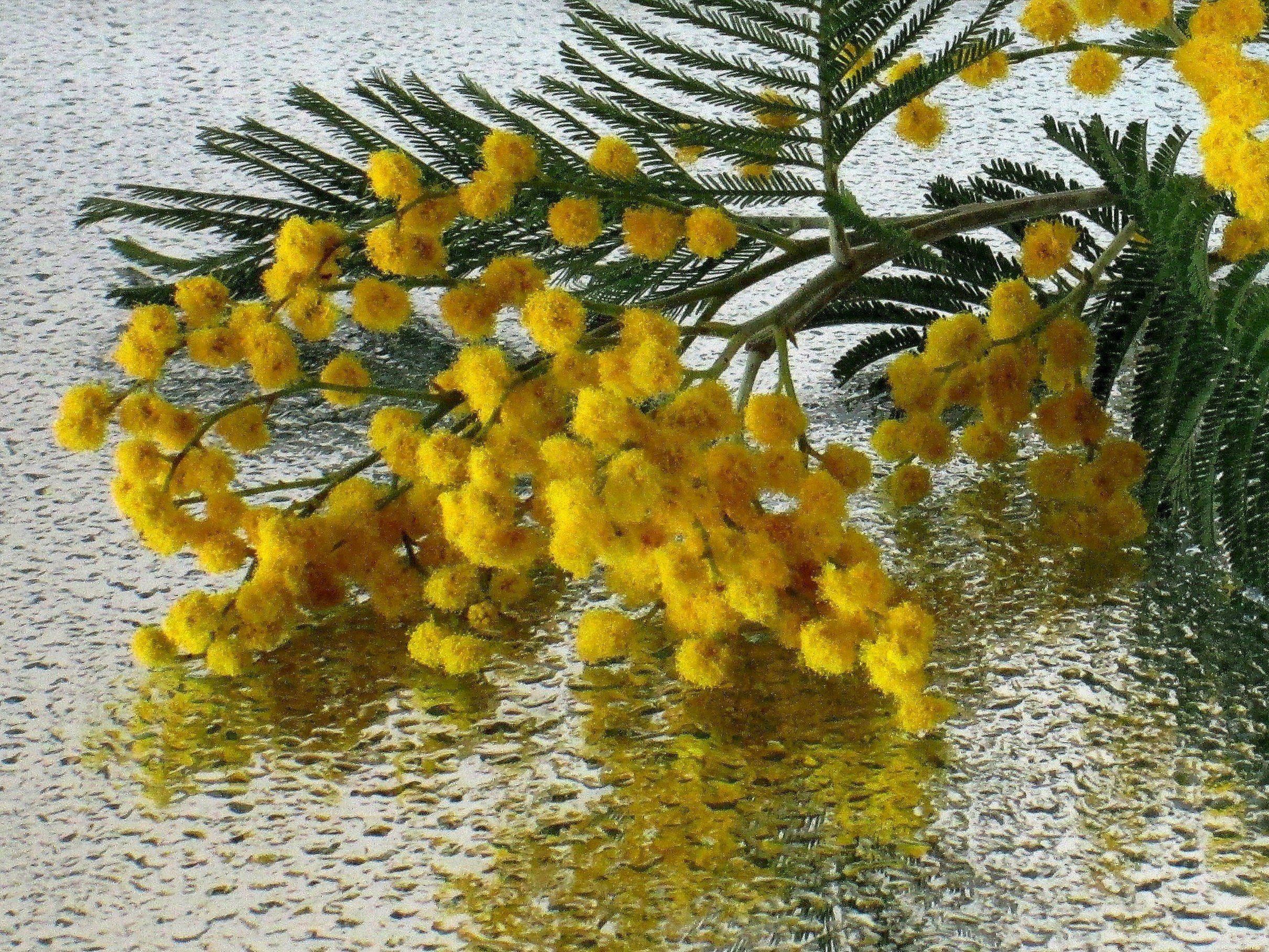 Нужно ли мимозы ветки ставить в воду. Весенние цветы Мимоза. 'Мимозы ветка мимозы. Цветы Верба и Мимоза.