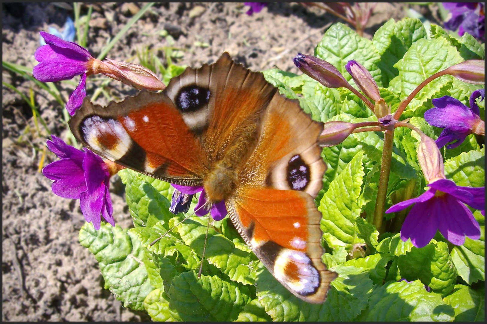 Бабочка павлиний глаз картинка фото