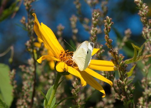 Капустница на цветке топинамбура