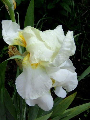 Ирис германский Бианка (iris germanica Bianca)