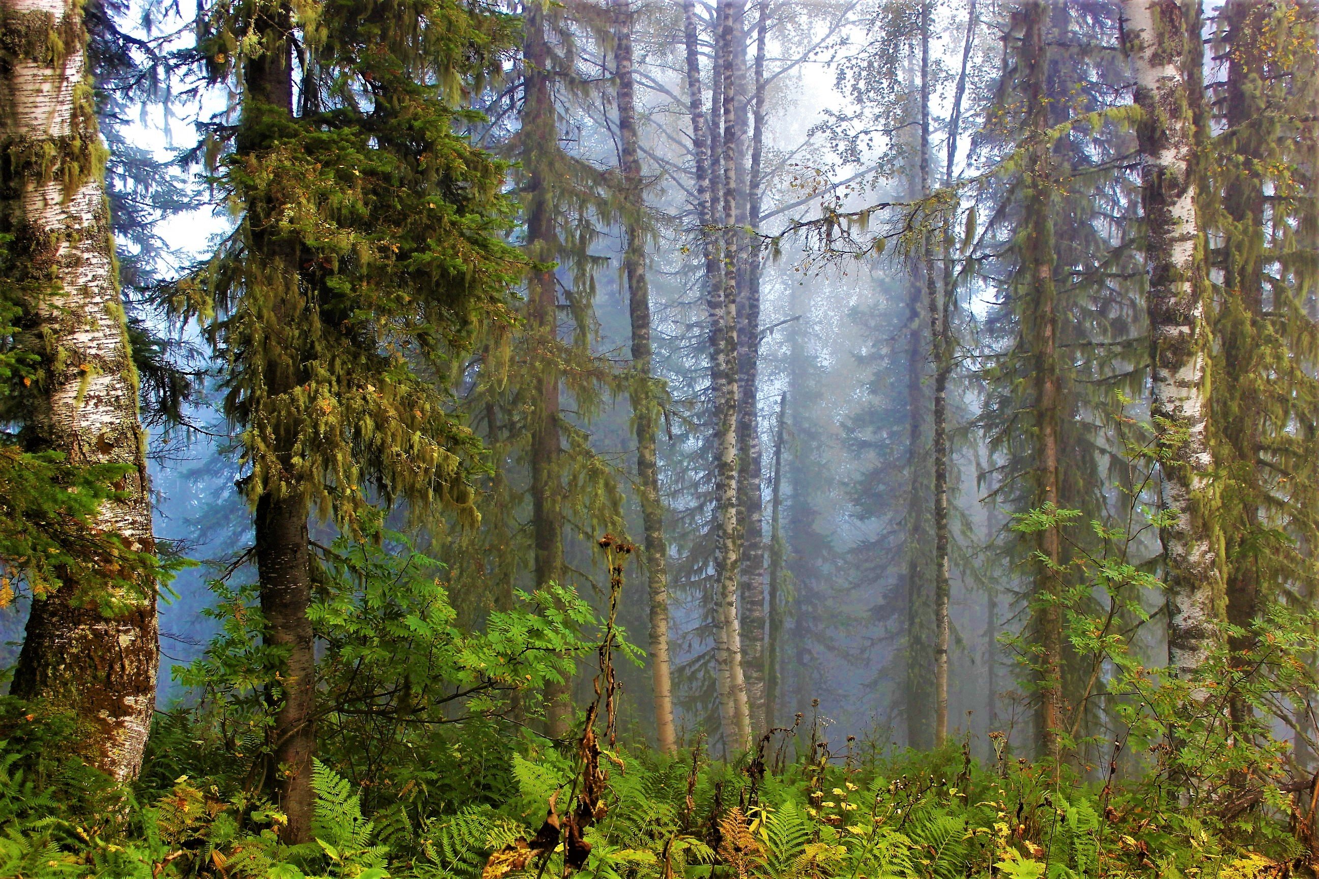 Фото русского леса в хорошем качестве