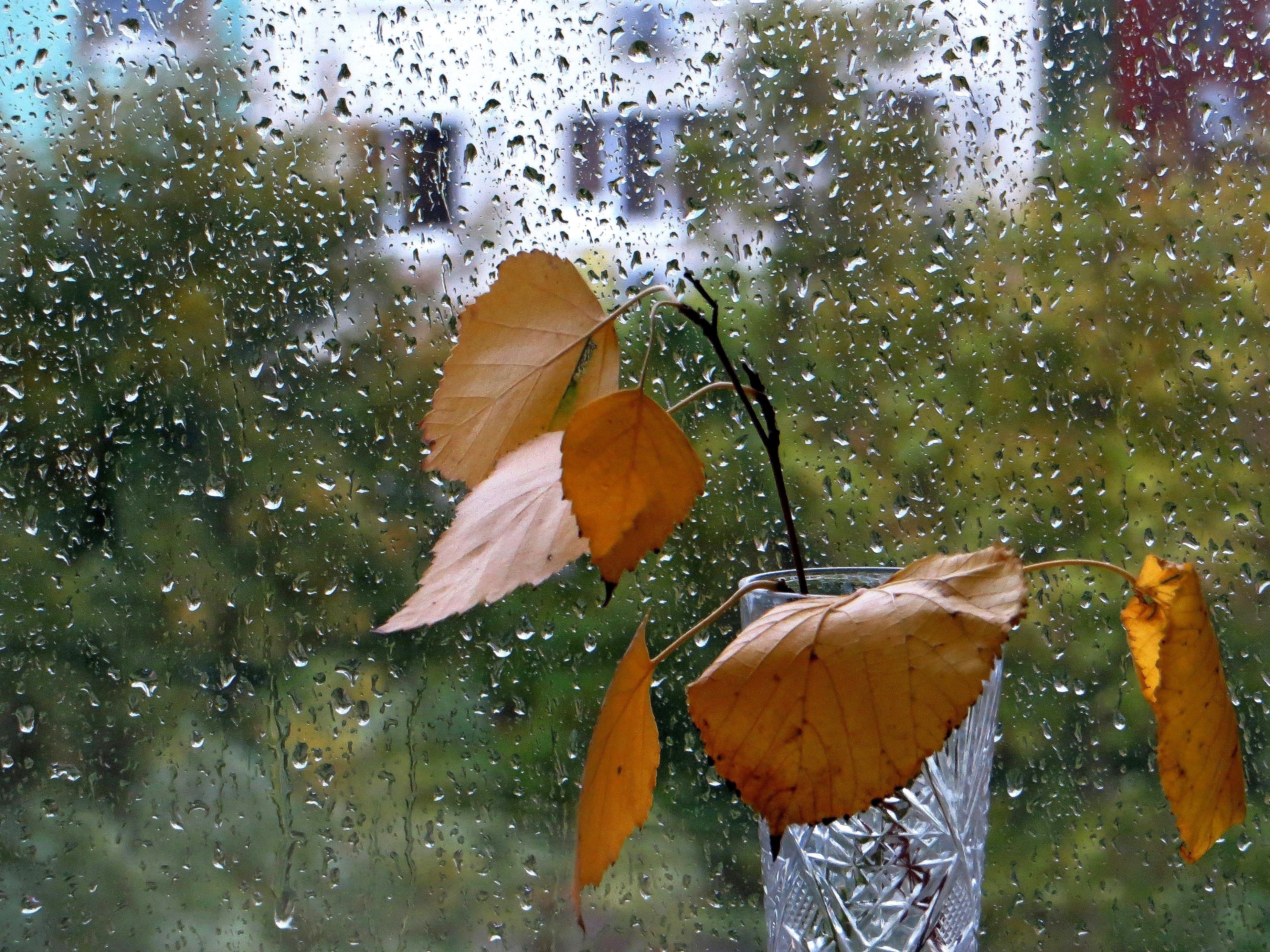 Осень дождливый день