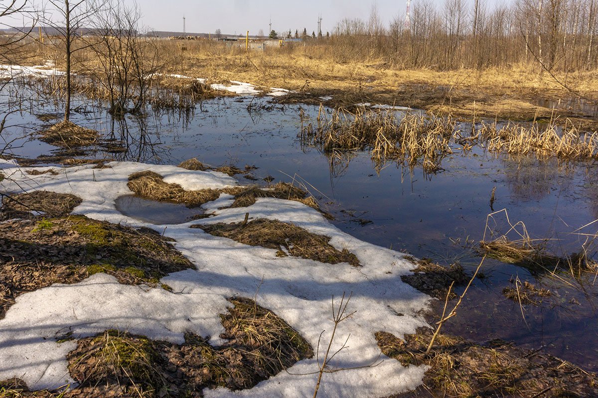 Край заснеженный заболоченный. Болото. Зимнее болото в городе фото. Растаяло.