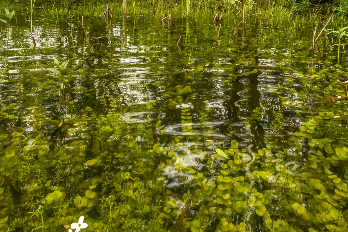 Флайборд. Надин флайборд. Флайборд дельфин. Над водой 12. Над водой 12.
