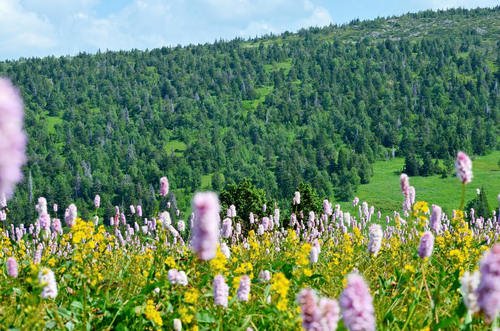 Тулымский Камень