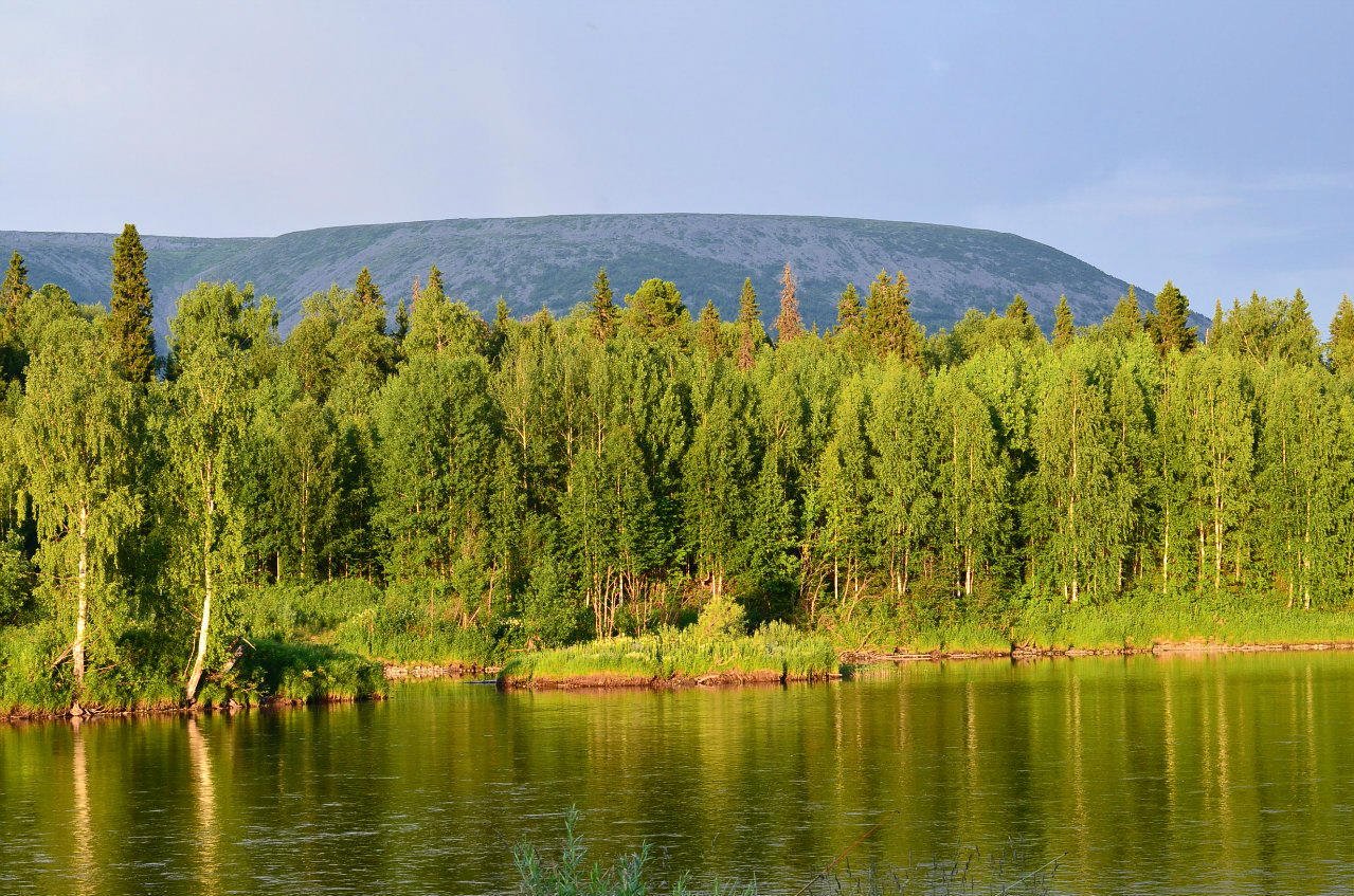 Леса Республики Коми