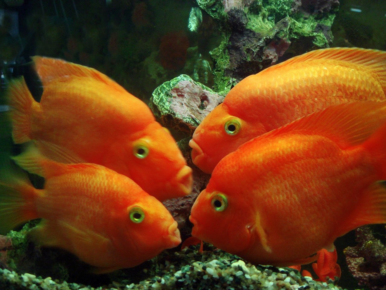 Оранжевая аквариумная рыбка. Рыбки попугаи аквариумные. Рыба попугай. Рыба попугай аквариумная. Рыжие рыбки аквариумные.