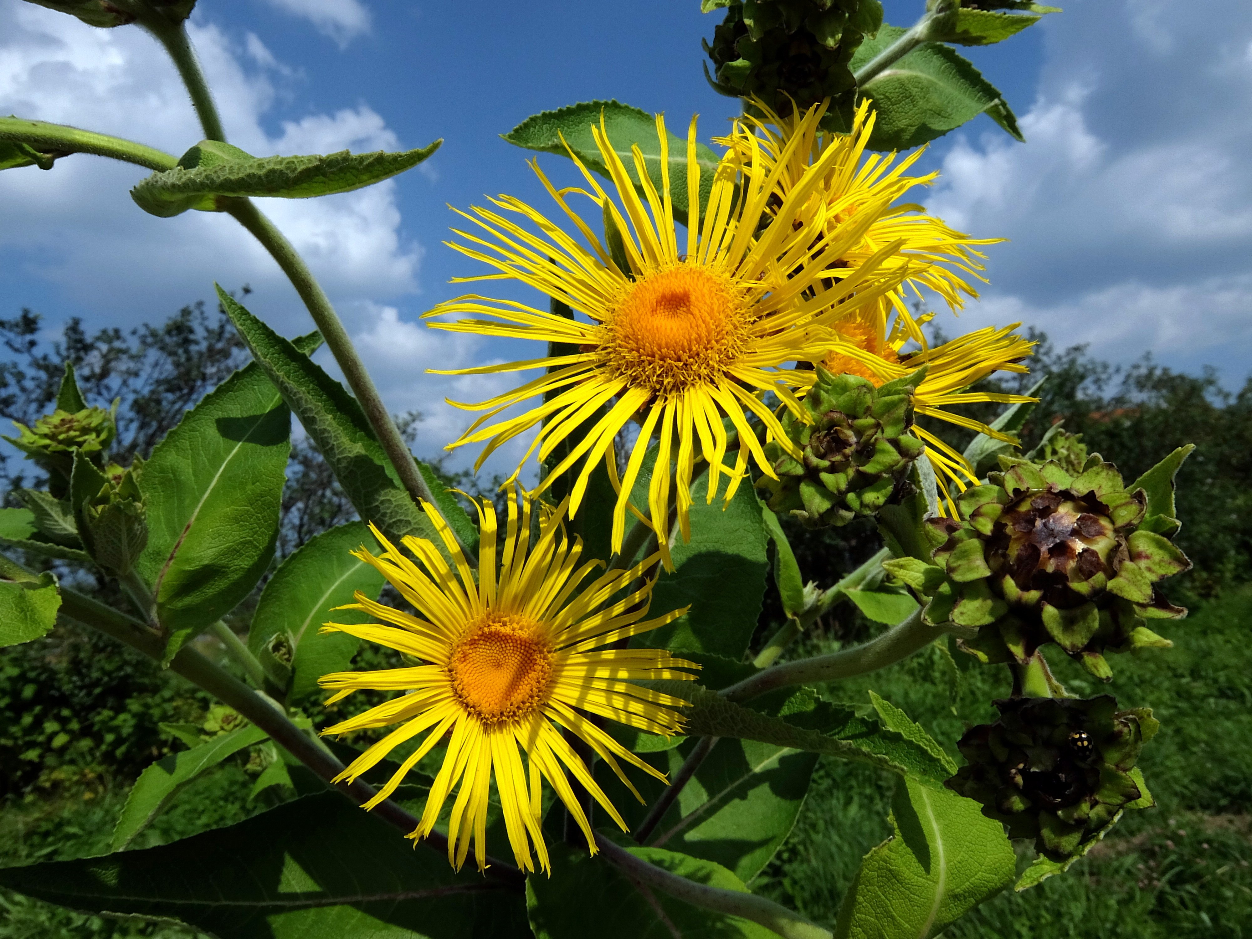 Девясил отзывы. Девясил Сибирский Луговой. Девясил Inula Helenium. Девясил великолепный (Inula magnifica). Девясил Крымский.