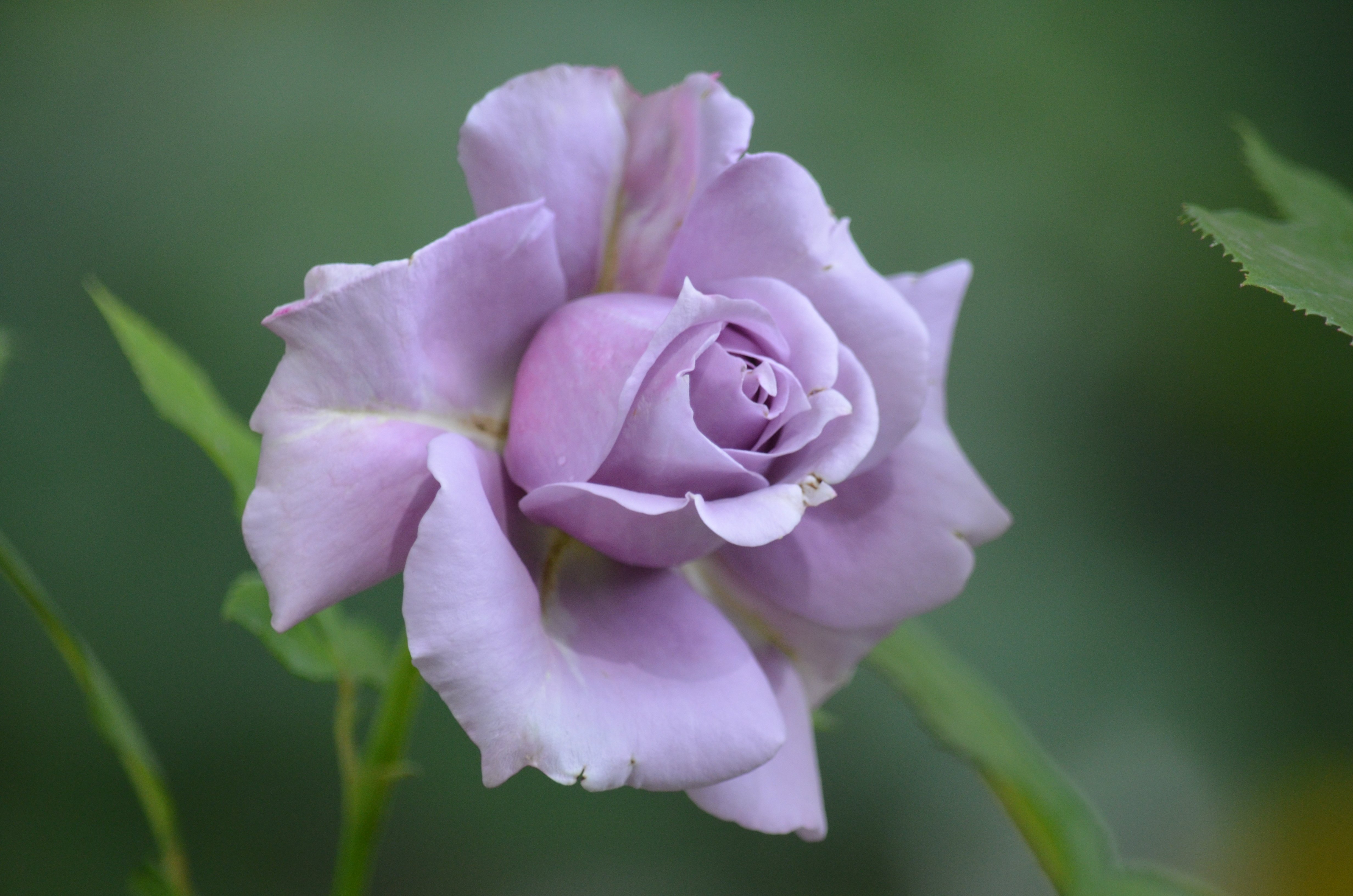 Роза сиреневый туман фото и описание