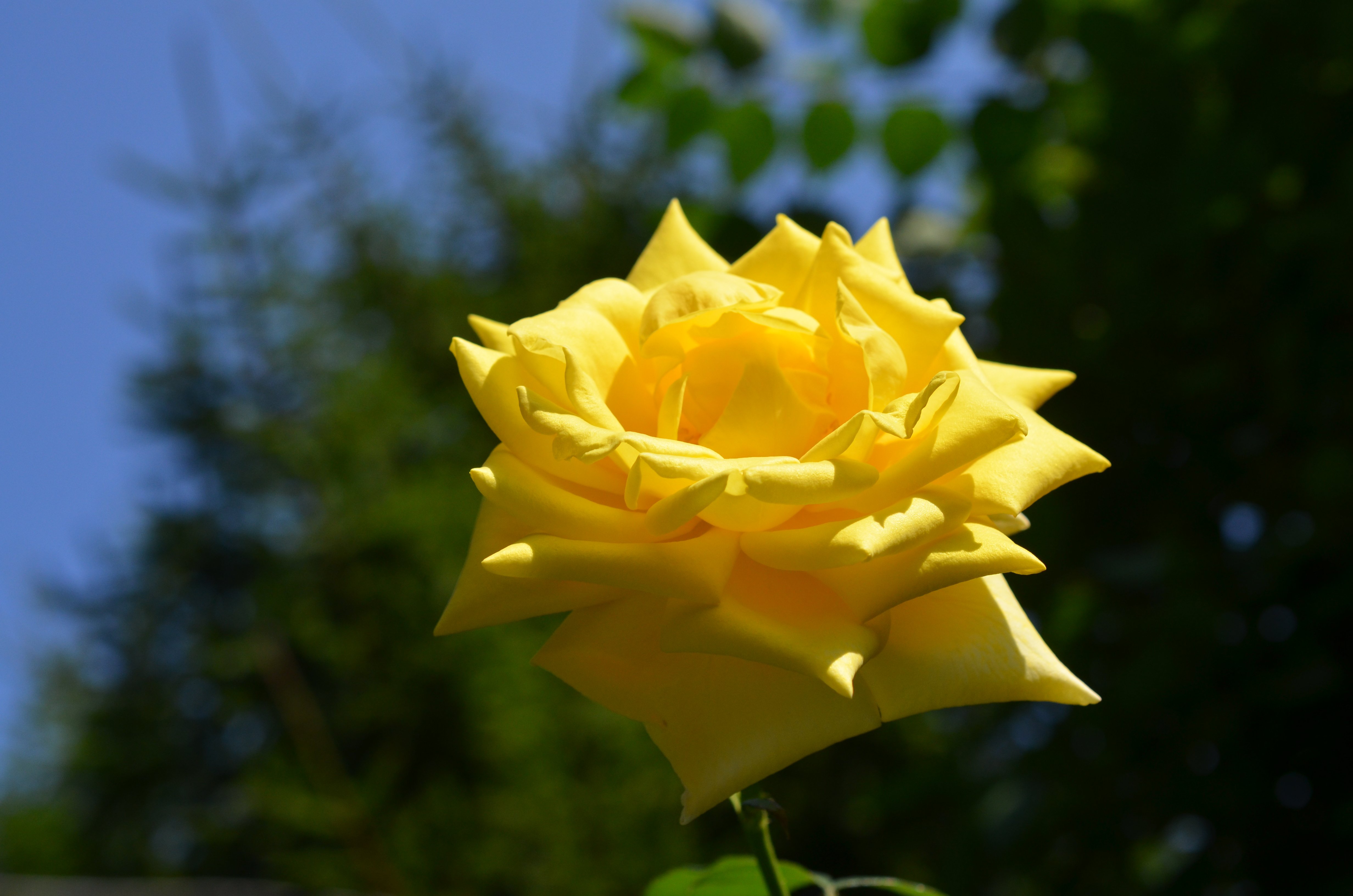 Роза солнышко