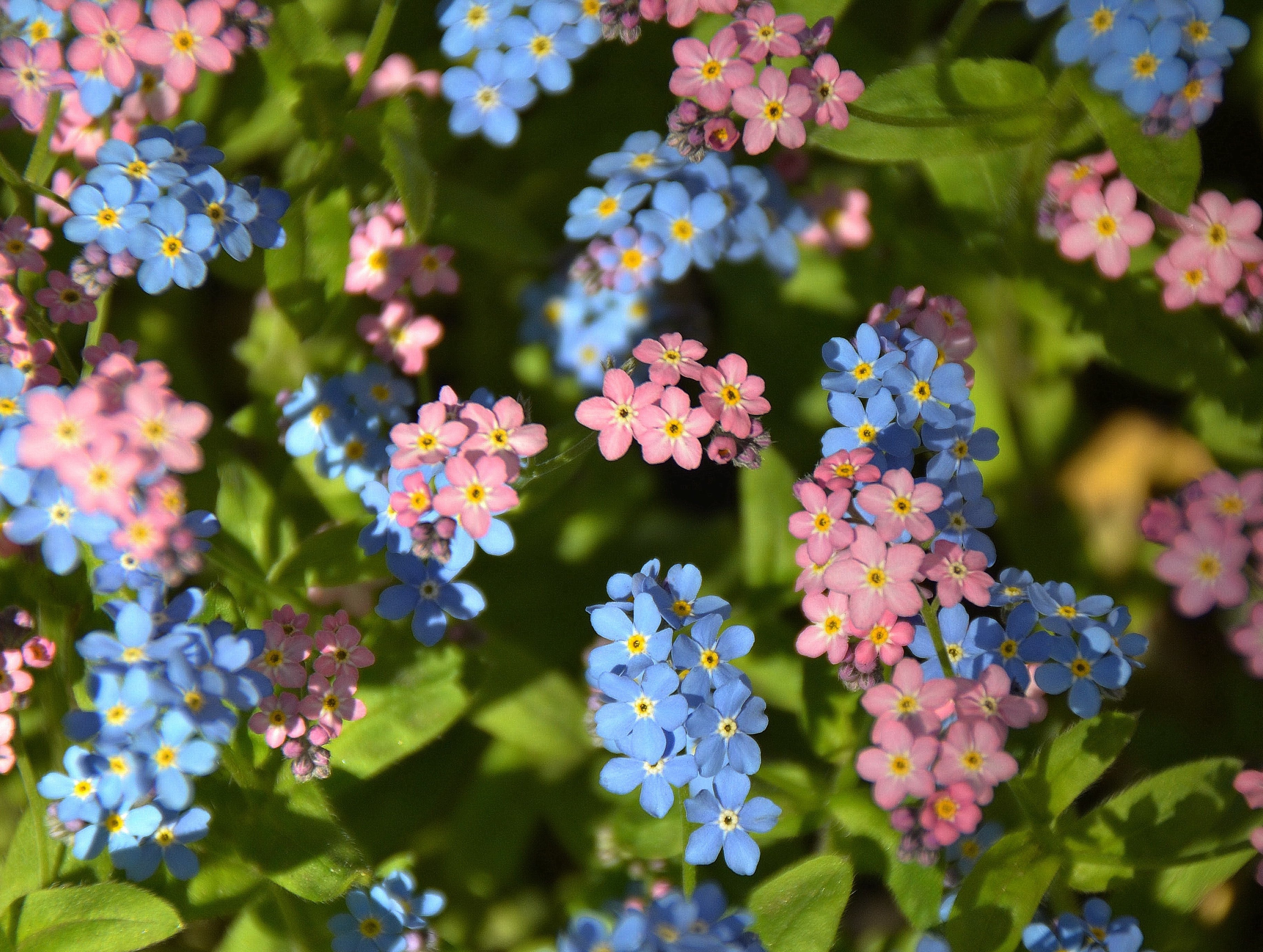 Незабудка Лесная Myosotis sylvatica