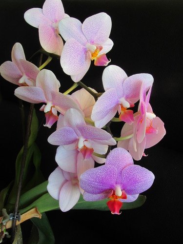 Орхидеи - мастера обмана