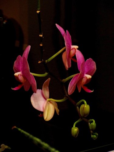 Ночная орхидея