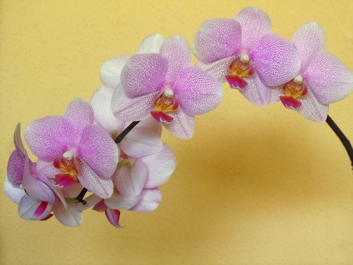Орхидея-мотылек