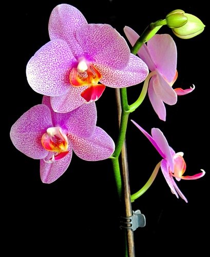 Февральская орхидея