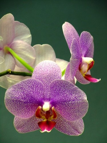 Орхидея в ноябре