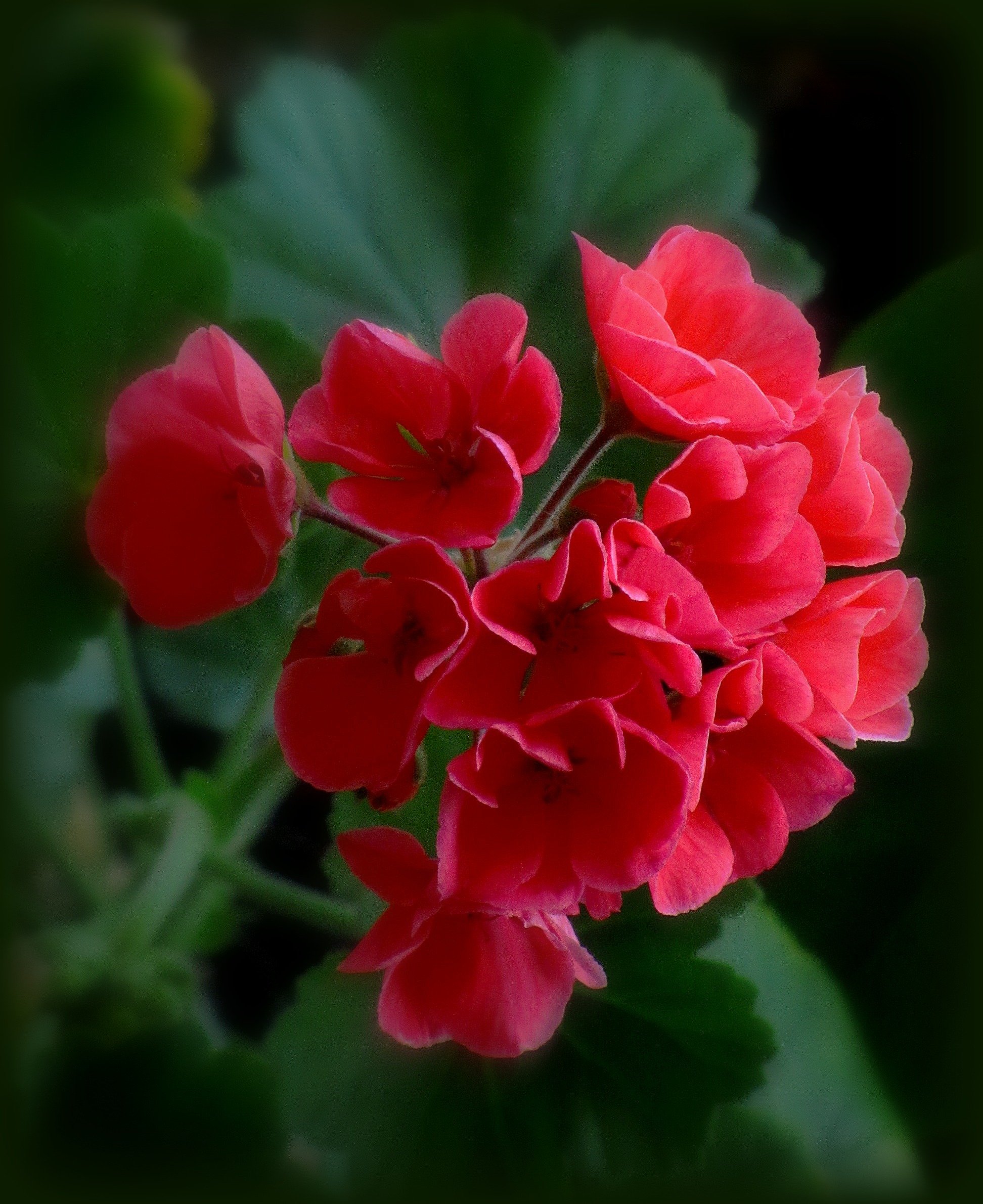 Хороший цветок герань. Пеларгония Чардаш. Пеларгония герань. Пеларгония Red Ice.